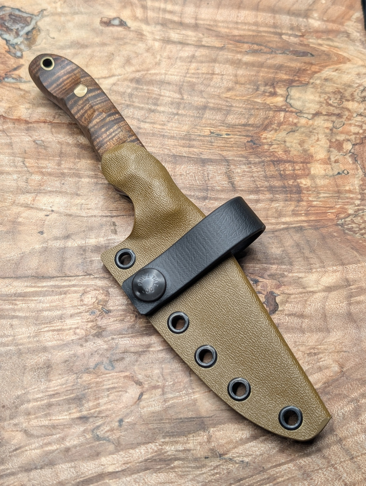 Curly Acacia Huntsman XL