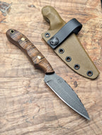 Curly Acacia Huntsman XL